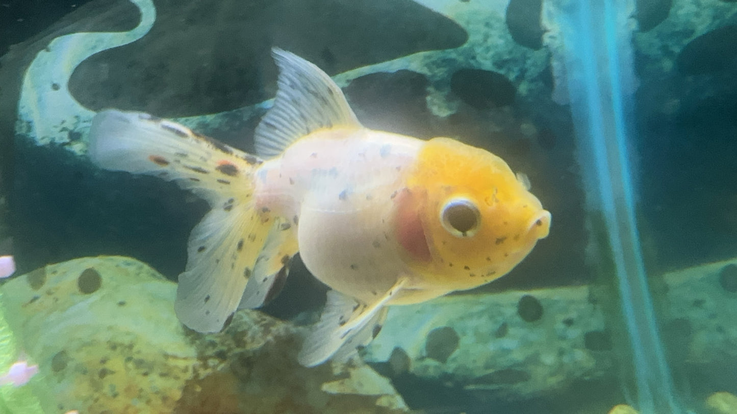 Imported Calico Oranda Goldfish (Carassius auratus auratus)