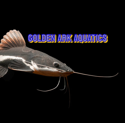 Golden Ark Aquatics 
